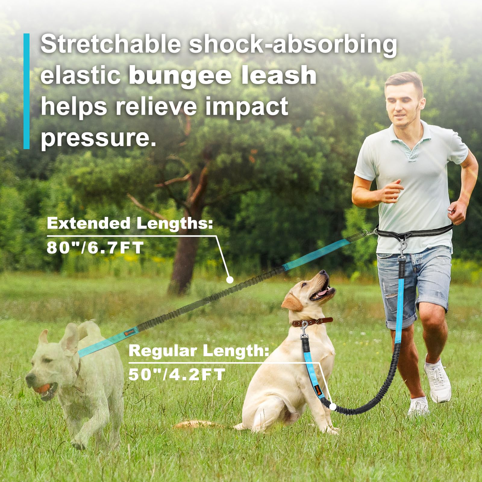Double elastic reflective runn - đánh giá và giá Pet Supplies In Bulk