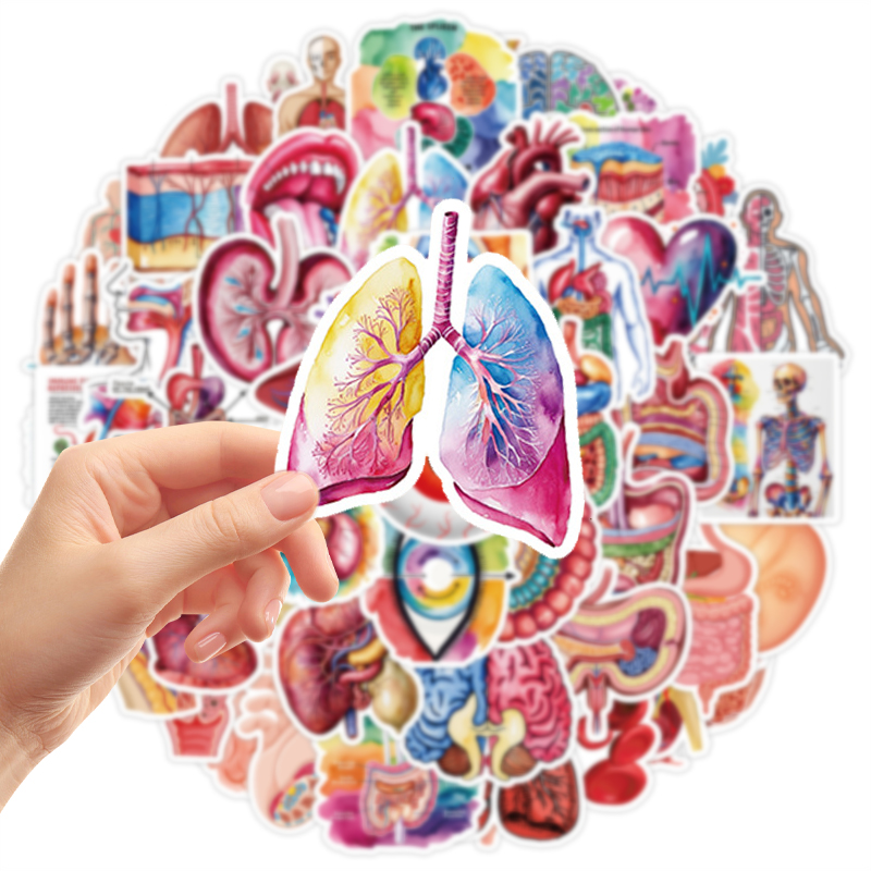 50PCS Human Body Organ Sticker - đánh giá và giá Pet Supplies In Bulk