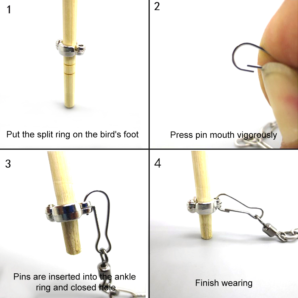 1 Cái Thú Cưng Vẹt Chân Vòng M - đánh giá và giá Pet Supplies Ringwood